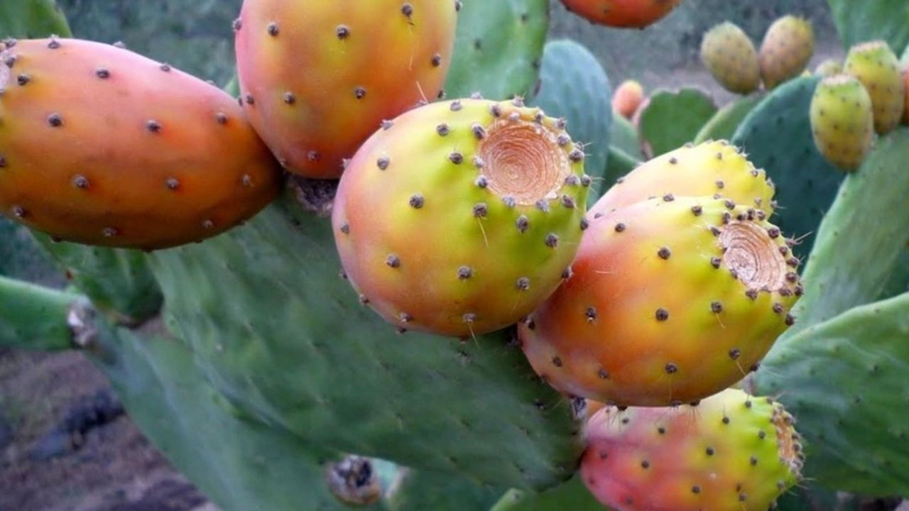 Sinop'ta yetişen bu meyve cilde doğal parlaklık veriyor